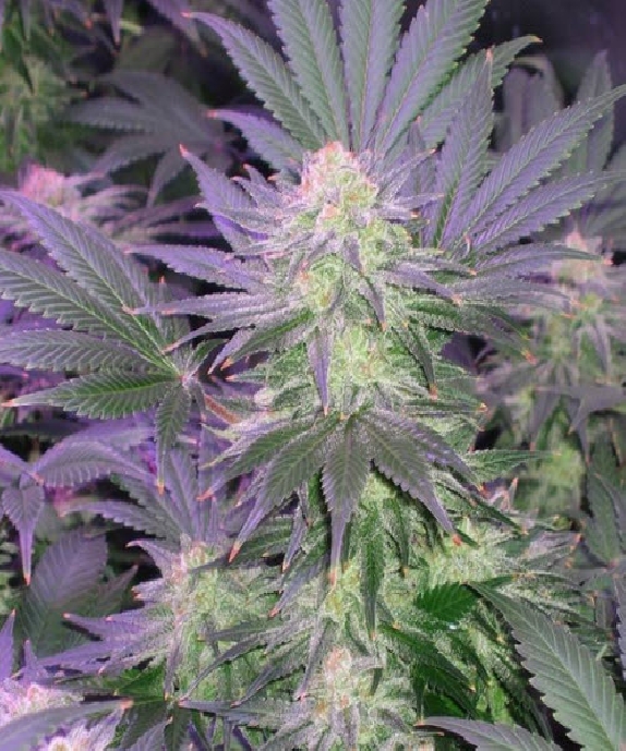 Cluster Bomb Cannabis Seeds