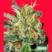 Cluster Bomb (Bomb Seeds) Cannabis Seeds