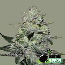 Gorilla Bomb (Bomb Seeds) Cannabis Seeds