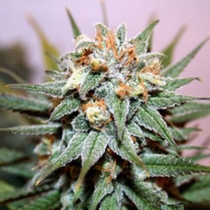 Hash Bomb (Bomb Seeds) Cannabis Seeds