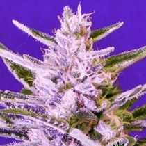 Ice Bomb (Bomb Seeds) Cannabis Seeds