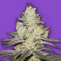 Killer Purps (Bomb Seeds) Cannabis Seeds