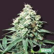 Kush Bomb (Bomb Seeds) Cannabis Seeds