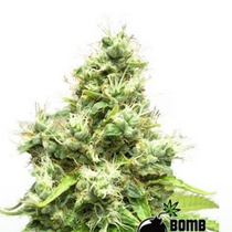 Medi Bomb #1 (Bomb Seeds) Cannabis Seeds