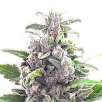 THC Bomb Auto (Bomb Seeds) Cannabis Seeds
