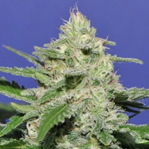 Widow Bomb (Bomb Seeds) Cannabis Seeds