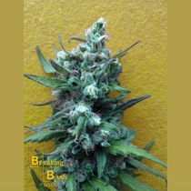 Big Whoop Auto (Breaking Buds Seeds) Cannabis Seeds