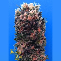 Blue Sky 99 (Breaking Buds Seeds) Cannabis Seeds