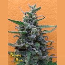 Brownie Auto (Breaking Buds Seeds) Cannabis Seeds