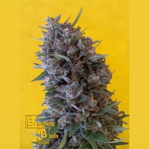 Cheeisenberg (Breaking Buds Seeds) Cannabis Seeds