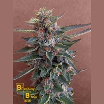 Chocolate Cookies (Breaking Buds Seeds) Cannabis Seeds