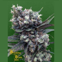 Malverde (Breaking Buds Seeds) Cannabis Seeds
