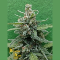 Soylent Green Auto (Breaking Buds Seeds) Cannabis Seeds