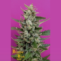 Strawberry Cream (Breaking Buds Seeds) Cannabis Seeds