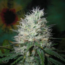 Afghani Dream (British Columbia Seeds) Cannabis Seeds