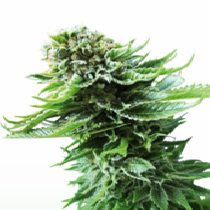 Northern Lights #5 Auto (British Columbia Seeds) Cannabis Seeds
