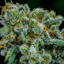 Apollo 11 (Brothers Grimm Seeds) Cannabis Seeds