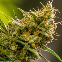 Apollo Haze (Brothers Grimm Seeds) Cannabis Seeds