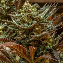 Cinderella 99 (Brothers Grimm Seeds) Cannabis Seeds