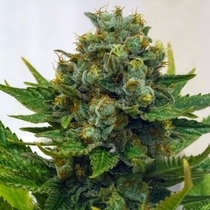 Cinderella XX (Brothers Grimm Seeds) Cannabis Seeds
