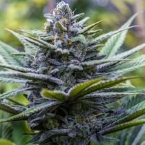 Crystal Blue (Brothers Grimm Seeds) Cannabis Seeds