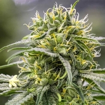 Durban-Thai x C99 (Brothers Grimm Seeds) Cannabis Seeds