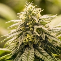 G13 Genius (Brothers Grimm Seeds) Cannabis Seeds