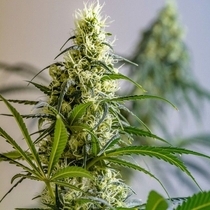 Green Avenger (Brothers Grimm Seeds) Cannabis Seeds