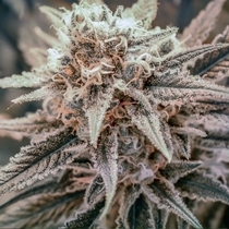Killer Queen (Brothers Grimm Seeds) Cannabis Seeds