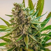 Princess Haze (Brothers Grimm Seeds) Cannabis Seeds