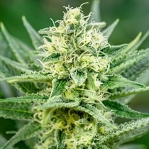 Queen of Soul (Brothers Grimm Seeds) Cannabis Seeds