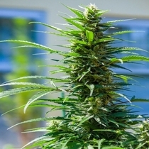 Rosetta Stone (Brothers Grimm Seeds) Cannabis Seeds