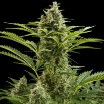 Vesta (Buddha Seeds) Cannabis Seeds