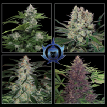 Assorted Auto (Buddha Seeds) Cannabis Seeds