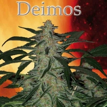 Deimos (Buddha Seeds) Cannabis Seeds