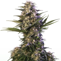 Kraken (Buddha Seeds) Cannabis Seeds