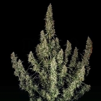 Magnum (Buddha Seeds) Cannabis Seeds
