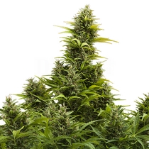 Medikit CBD Auto (Buddha Seeds) Cannabis Seeds
