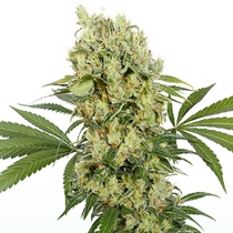 Medikit CBD (Buddha Seeds) Cannabis Seeds