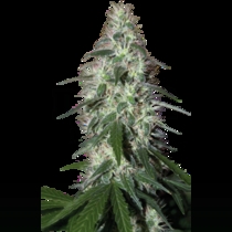Pulsar (Buddha Seeds) Cannabis Seeds