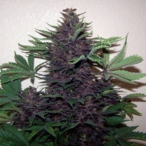 Purple Kush Automatic (Buddha Seeds) Cannabis Seeds