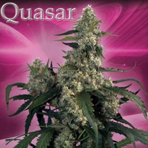 Quasar (Buddha Seeds) Cannabis Seeds