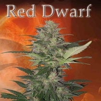 Red Dwarf (Buddha Seeds) Cannabis Seeds