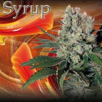 Syrup (Buddha Seeds) Cannabis Seeds