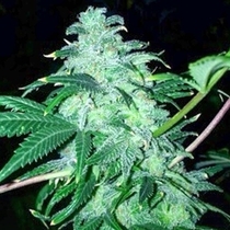 22 (Cali Connection) Cannabis Seeds