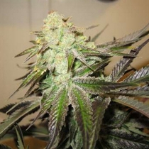 818 Headband A.K.A Sour OG (Cali Connection Seeds) Cannabis Seeds