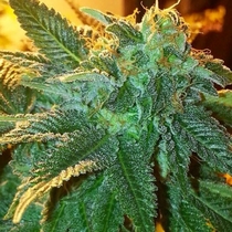 Alien OG (Cali Connection Seeds) Cannabis Seeds