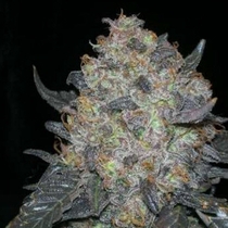 Blackwater (Cali Connection Seeds) Cannabis Seeds