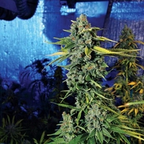 Blue Dream Haze (Cali Connection Seeds) Cannabis Seeds