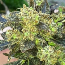 Boss Hogg (Cali Connection Seeds) Cannabis Seeds